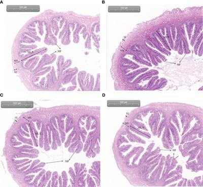 Effects of dietary arginine supplementation on growth performance, antioxidant capacity, intestinal digestive enzyme activity, muscle transcriptome, and gut health of Siniperca chuatsi